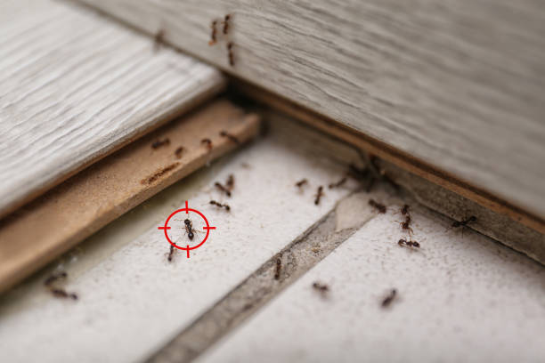 Reliable Red Oak, TX Pest Control Solutions