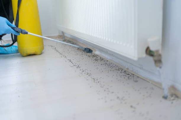 Best Rat Extermination Near Me  in Red Oak, TX